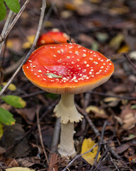 Red fly agaric mushroom against the autumn background in the forest