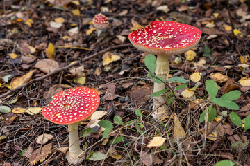 Red fly agaric mushroom against the autumn background in the forest