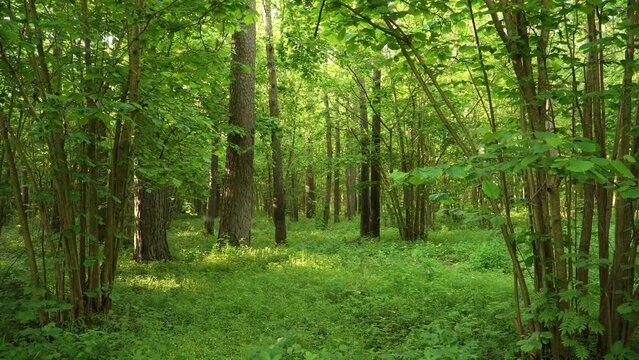 The wild green nature in a deciduous forest with hazel tree groves in the summer season. Shady wooded green environment on a sunny day.