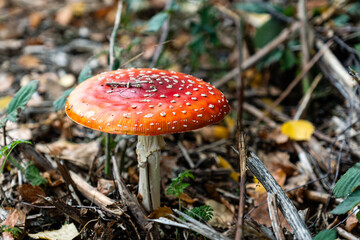 Red fly agaric mushroom against the autumn background in the forest