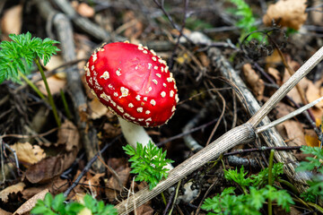 Red fly agaric mushroom against the autumn background in the forest