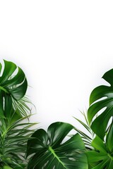 Fototapeta na wymiar Tropical leaves on white background with text space.