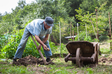 Senior Retired Man Harvesting Organic Potatoes by Hand