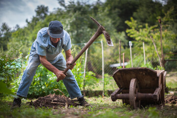 Senior Farmer Harvesting Organic Potatoes by Hand in His Organic Garden