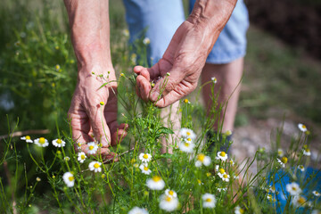 Senior Caucasian Woman Hands Collection Picking Up Camomile Flower Buds Close Up