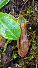 Carnivorous plant eats insects