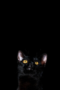 portrait of a black domestic pedigree cat felis catus