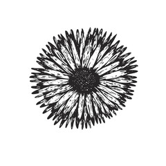 Black ink vector hand drawn sketch gerbera blossom illustration. Delicate expressive ink abstract daisy floral symbol for greeting cards design, wedding and birthday decoration, sticker, logo