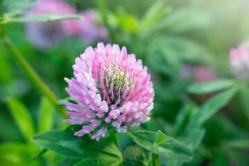 Red clover on a green background.Clover meadow flower. Valuable forage and medicinal plant. Women's health flower. Clover extract.