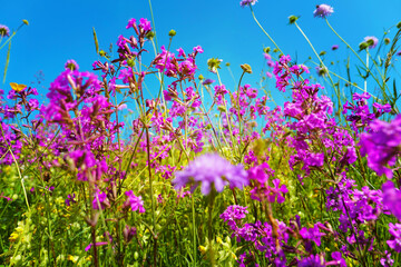 Wildflowers under the blue sky in the rays of the sun.Flower garden in natural style. Meadow...