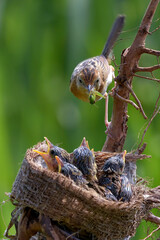 Streaked Fantail Warbler feed their chicks