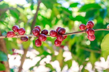 Coffee beans growing on coffee tree in Brazil's coutryside