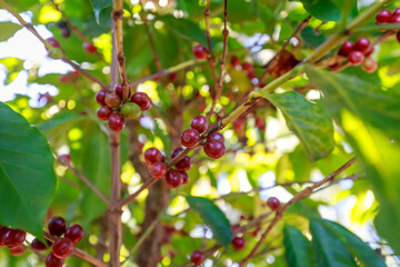 Coffee beans growing on coffee tree in Brazil's coutryside