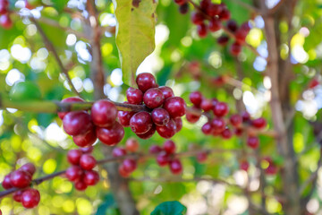Coffee beans growing on coffee tree in Brazil's coutryside