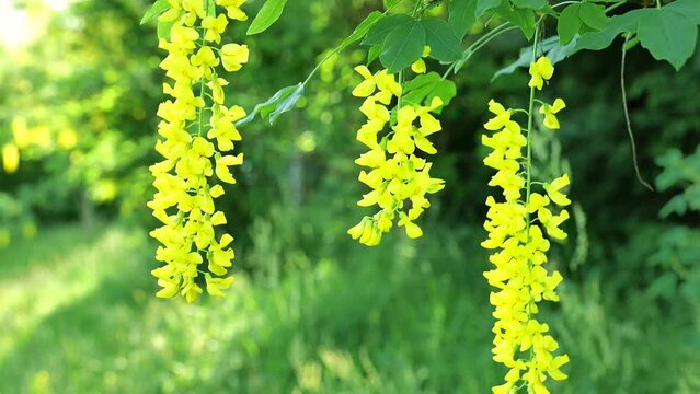 Laburnum yellow shrub.Yellow racemose inflorescences of yellow bean. Beautiful blooming spring trees and bushes. Yellow flowering bush. 4k footage