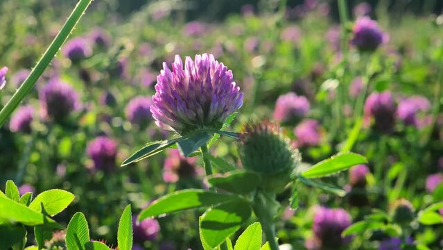 Clover fieldin sunny weather. Red clover flower in the rays of the sun. Valuable forage and medicinal plant. Women's health flower.Useful herbs and flowers. Clover extract. 4k footage