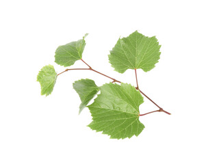 Grape vine with leaves isolated on white