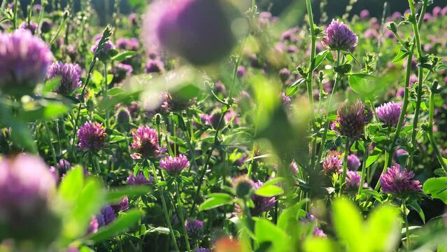 Clover field. Red clover in the wind in sunny weather. Red clover flowers in the rays of the sun.Valuable forage and medicinal plant. Womens health flower.Useful herbs and flowers.