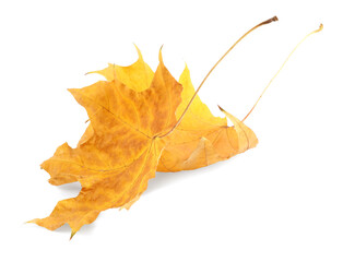 Autumn season. Dry maple leaves isolated on white