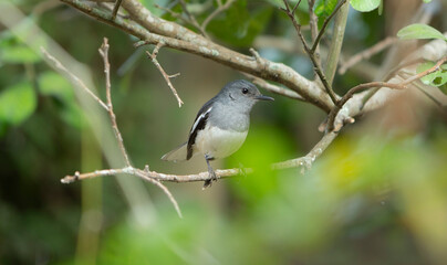 Oriental magpie robin (Copsychus saularis) on tree