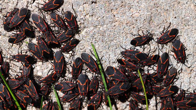 Close up of a group of boxelder bugs on the foundation of a building