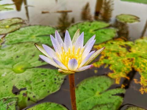 The Nymphaea caerulea plant or lotus flower grows creeping in the water