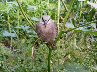 Perplexed dove sits on a branch and thinks. A morning dove sitting on a branch in a tree looking out in the world.