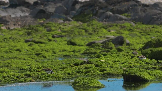 Bird looking for food under rocks on low tide (Ruddy turnstone - Arenaria interpres)