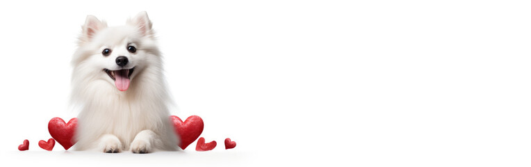 Obraz premium Banner of happy cute small dog with red hearts on white background celebrating Valentine day. Valentine's day, birthday, mother's, women's day, holidays concept.