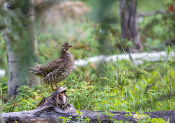 Ptarmigan in Aspen Forest