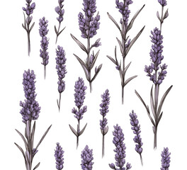 lavender plant hand drawn illustration vector graphic asset - obrazy, fototapety, plakaty
