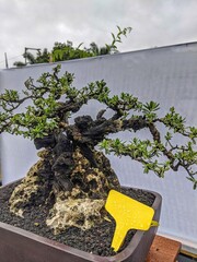 There are various forms of bonsai trees that are contested in Indonesia