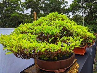 There are various forms of bonsai trees that are contested in Indonesia