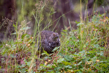 Ptarmigan Up Close