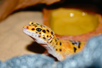 Background of a leopard gecko with beautiful eyes. Domestic reptile