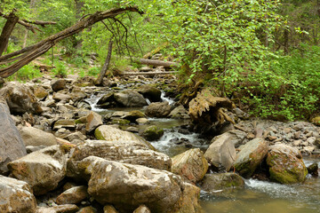 Huge stones and trunks of fallen trees in the bed of a small river flowing through a dense summer forest.