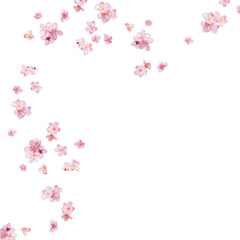pink sakura flowers frame without background