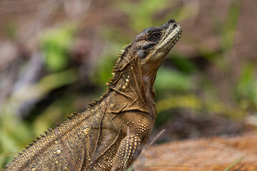 close up of soa-soa or sailfin water lizard (Hydrosaurus pustulatus). this lizard is commonly seen in southeast asia country