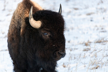 Beautiful Buffalo (Bison bison). North American Bison, charismatic megafauna of the Plains and the West. Endangered and protected in Teton National Park, the roam free through frozen and snowy fields