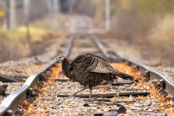 Wild Turkey on the Tracks. A North American large foul, the Turkey (Meleagris gallopavo), an upland game bird in an urban environment. Crossing train tracks in a suburban neighborhood