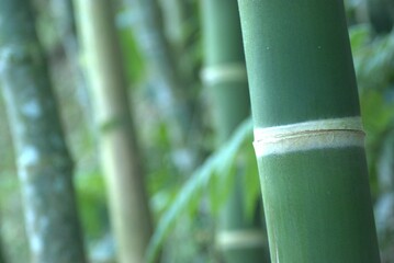 bamboo, nature, plant, tree, stem, forest, leaf, zen, asia, grass, garden, tropical, water, wood,...