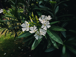 Nerium oleander
