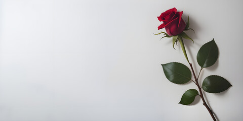 white copy space background with red rose flower ai generated