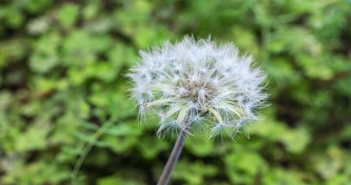 time lapse of the dandelion fluffy ball seeds unfolding on a natural background