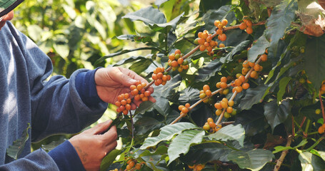 Man Hands harvest coffee bean ripe Red berries plant fresh seed coffee tree growth in green eco organic farm. Close up hands harvest red ripe coffee seed robusta arabica berry harvesting coffee farm - Powered by Adobe