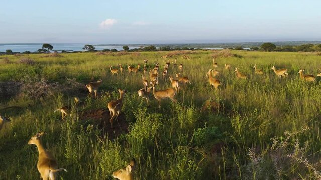Drone shot following a group of Gazelle, running over savanna,  in sunny Uganda