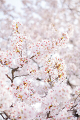 Obraz premium 満開の桜