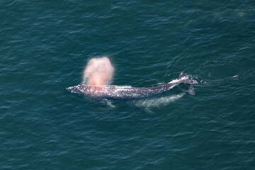 Fototapeta premium Waterspout, plume of orange light. An adult female Gray Whale (Eschrichtius robustus) spews water and air high above the surface. Its young calf follows in tandem, keeping up with its mother