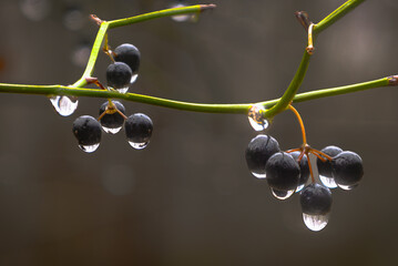 Berries with Water Drops