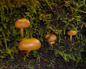 Mushrooms in Moss